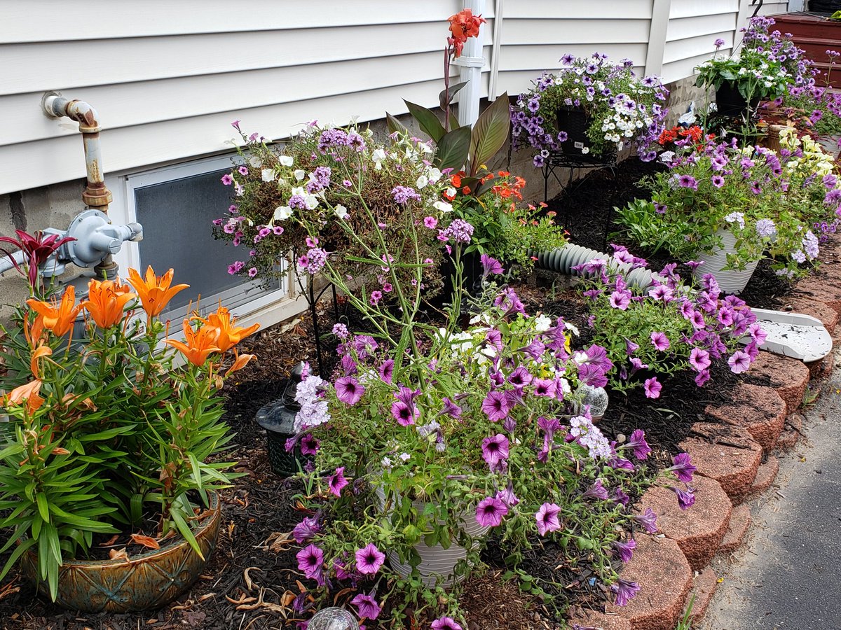 AnnemarieMatul1's tweet photo. Prt 2 morning #SoulCareAAS365 It was a massively challenging wk. Plus too hot &amp; muggy to survive puttering in my imperfect garden all wk #AttitudeChanger @1of2vics has his gym. I have the earth, wind &amp; flowers. What's your #SoulCare ? #AASIFF https://t.co/k2XYhM4VEe