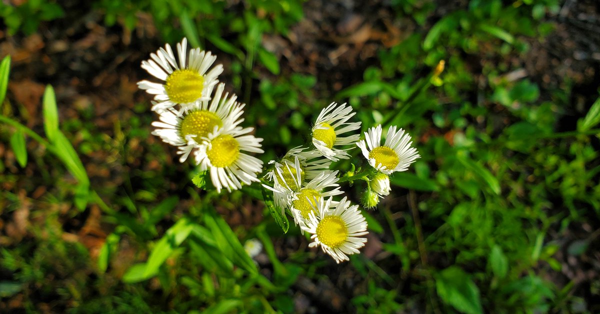 Sarah O'Fee tweet media