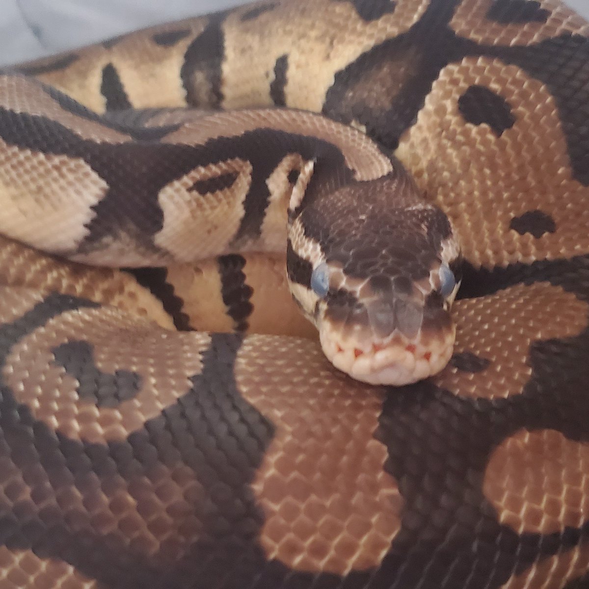 Pythons Galore tweet media