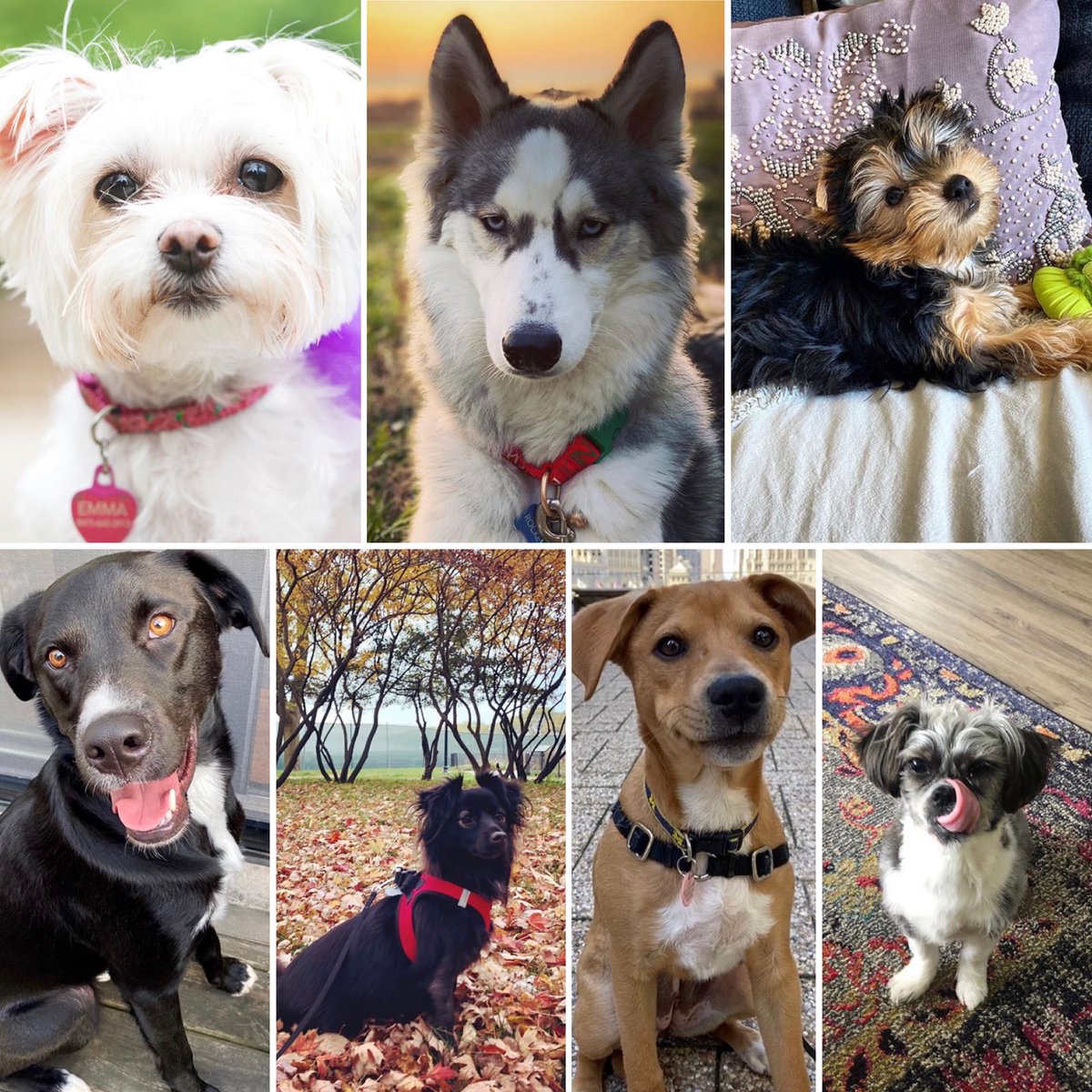 LuriePedsRes's tweet photo. Some of our resident pups! #doctordog #dogsoncall #residentlife https://t.co/mj9Rto9p57