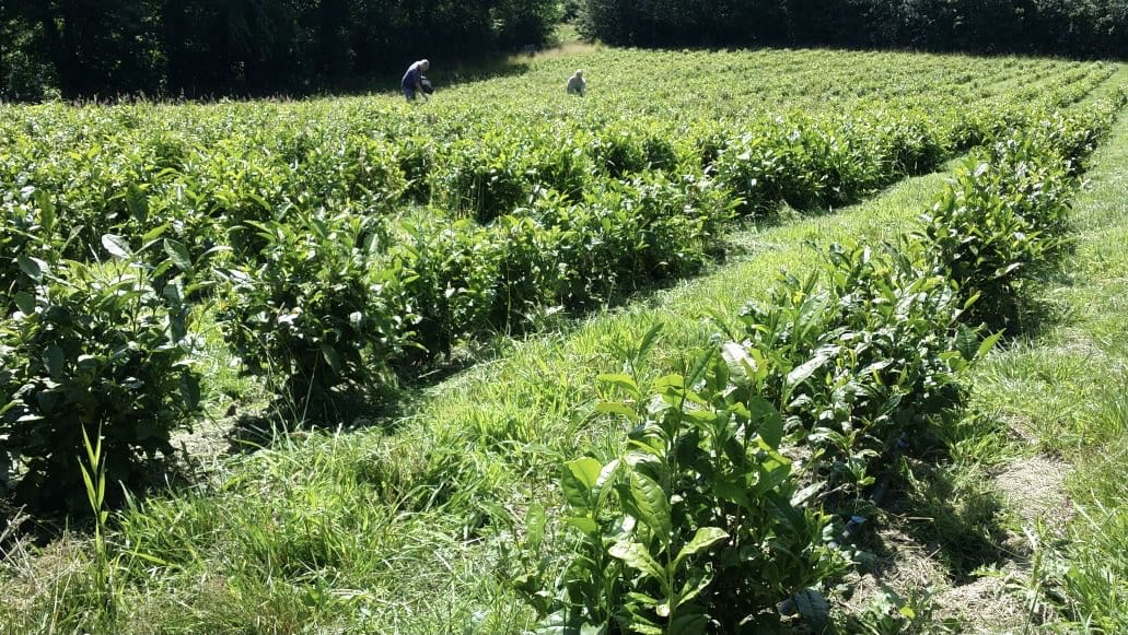 TheJsyTeaCoLtd's tweet photo. The tea fields looking beautiful in the sun this weekend. #worseplacestowork #tea #teafield #teacommunity #organicfarming #organictea #organicjerseytea #jersey #visitjersey #bestofjersey #locatejersey #genuinejersey #jerseychannelislands #artisantea #lovetea #tealovers https://t.co/IbwYiysHOZ