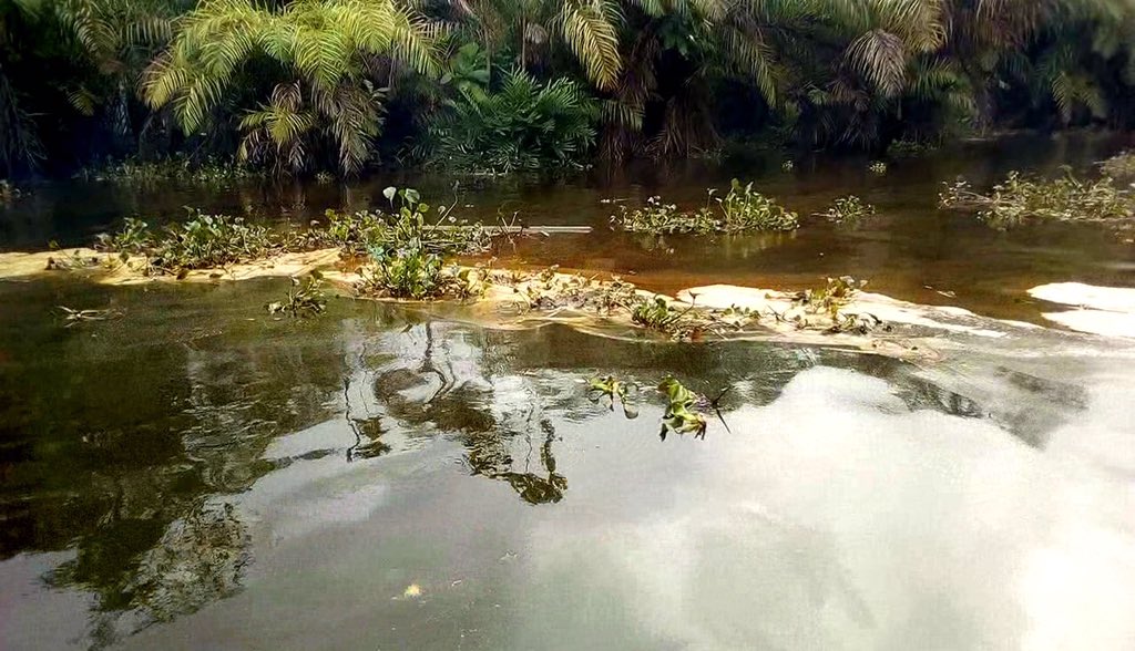 Nnimmo (@nnimmob) on Twitter photo Devastating oil spill from #AGIP facility at Ikebiri community, Bayelsa State. Fish dying. People sick. Farms contaminated. Spill noticed 2 June 2020. Joint inspection visit ONE MONTH later 😱😱. #NigerDelta. Pix by <a href="/AlagoaMorris/">Alagoa Morris</a> Devastating oil spill from #AGIP facility at Ikebiri community, Bayelsa State. Fish dying. People sick. Farms contaminated. Spill noticed 2 June 2020. Joint inspection visit ONE MONTH later 😱😱. #NigerDelta. Pix by <a href="/AlagoaMorris/">Alagoa Morris</a>