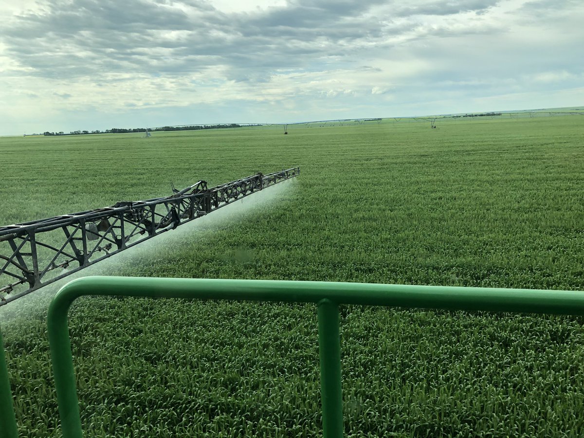 SeCanLauren's tweet photo. Some brand new #FHB #fungicide trial action this am. Both Ellie & Betty πΎ workin hard checking coverage #FarmDogsOfTwitter #trial2020 @GMacsAgTeam #SundayFunday https://t.co/awmKTQXPtp