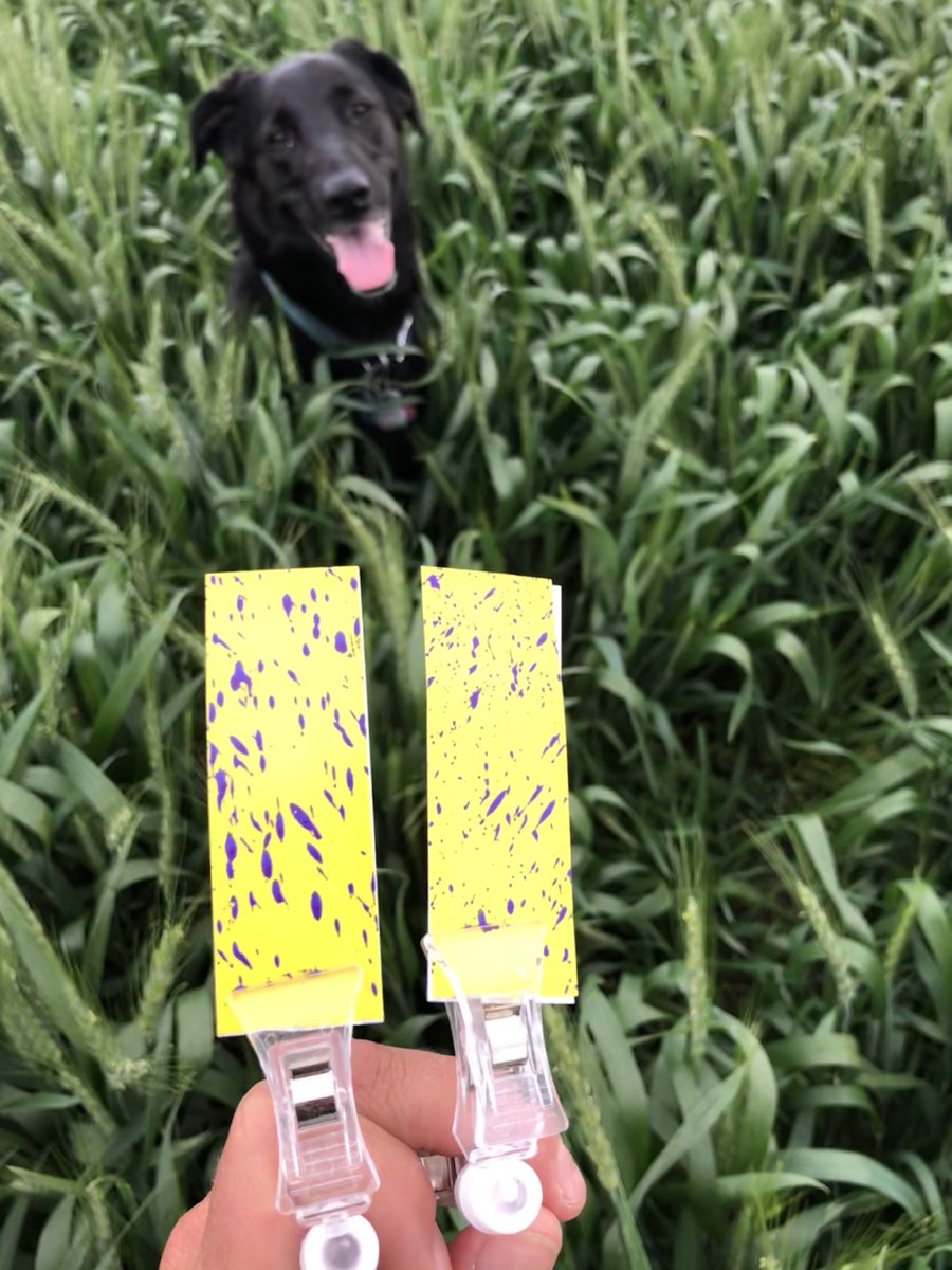 SeCanLauren's tweet photo. Some brand new #FHB #fungicide trial action this am. Both Ellie & Betty πΎ workin hard checking coverage #FarmDogsOfTwitter #trial2020 @GMacsAgTeam #SundayFunday https://t.co/awmKTQXPtp