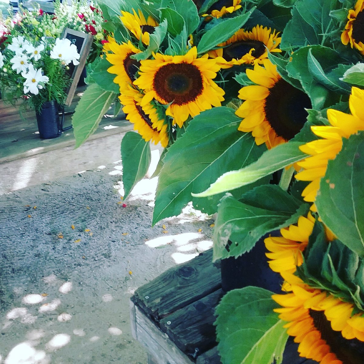 PikeFarms's tweet photo. Sunday’s are for sunflowers 🌻🌞

We have some beautiful wildflowers &amp; sunflowers at the stand today...come visit us! https://t.co/LhOHjJET9H