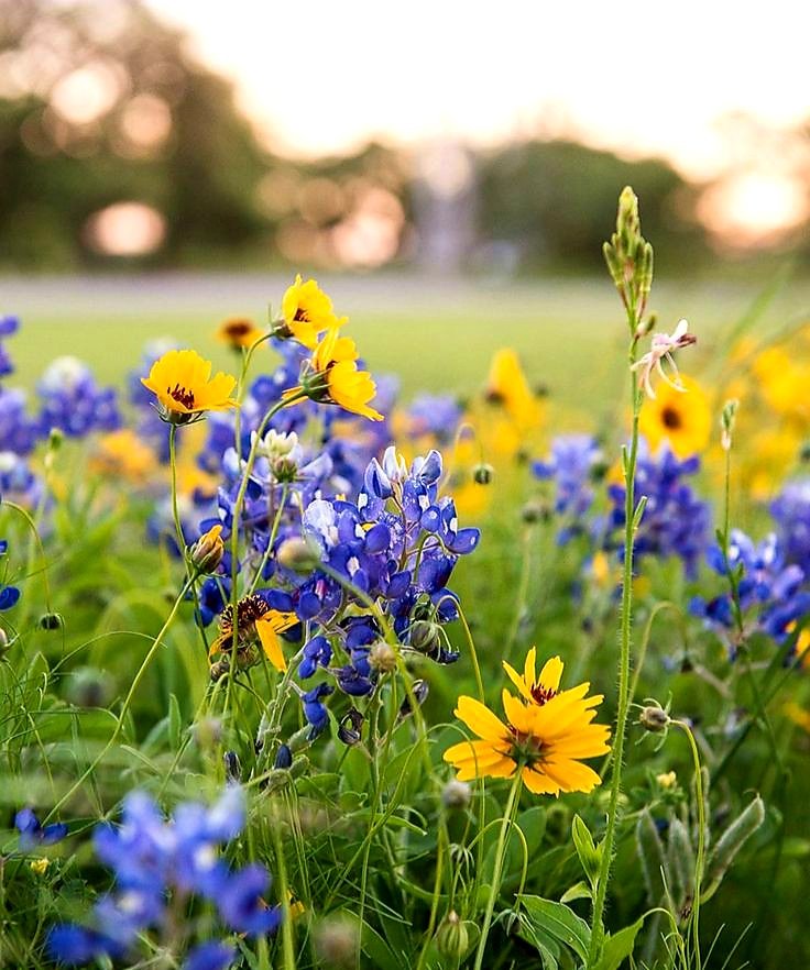 RosePetalHugs's tweet photo. Texas wildflowers โค
#FlowerRight https://t.co/NhYyG9d3ih