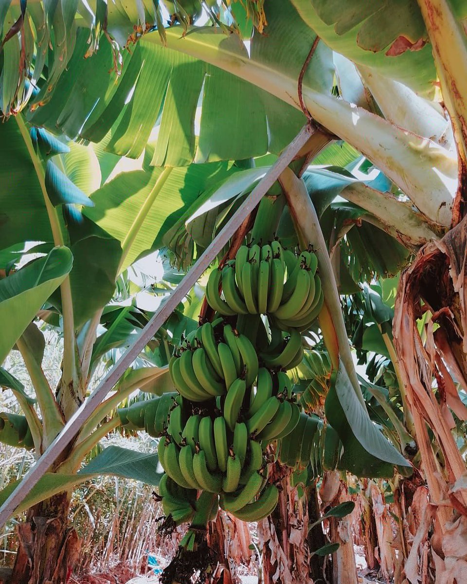 Jungle Fever 🍌🍌🍌 #visitCyprus #travel #wanderlust