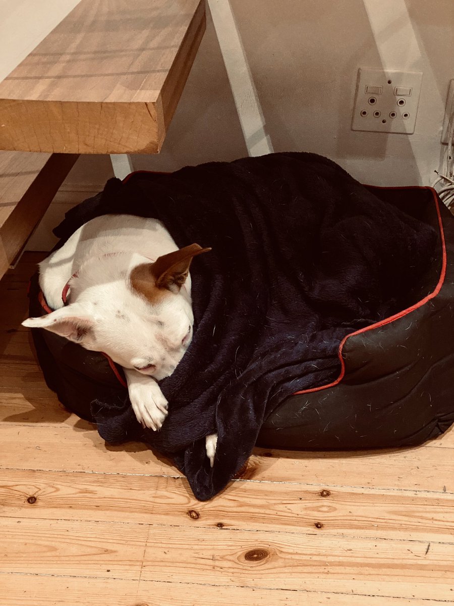 the_flo's tweet photo. Raja aka the Pup keeping warm
Daddyβs got red wine and whiskey for that.
#SAWinter #dogsoftwitter https://t.co/mCM9JB5Xp7