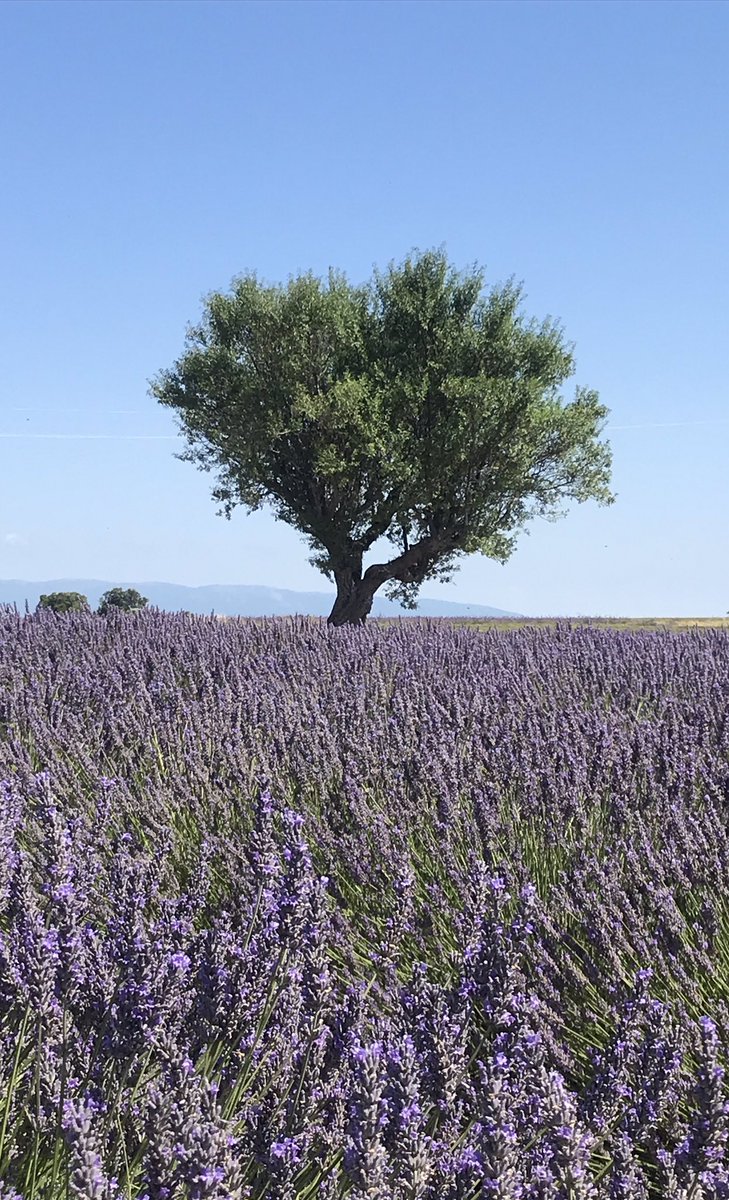 Michel PECOUT tweet media