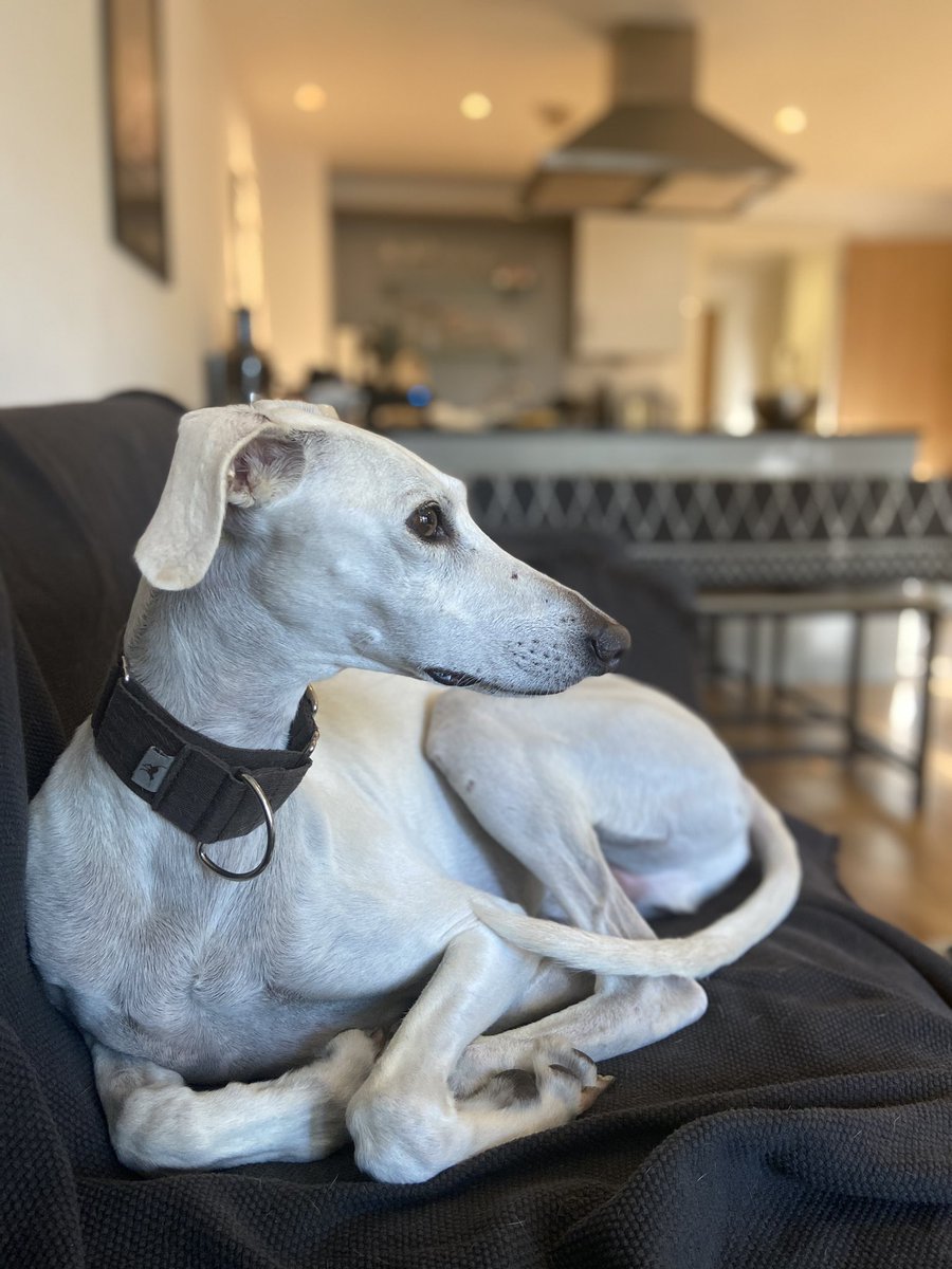 HamiltonChivers's tweet image. Enjoyed watching that #COYS