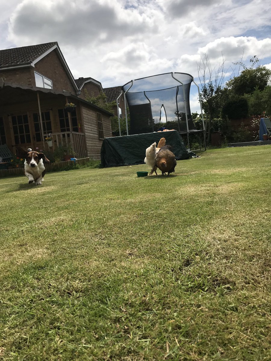 The Basset Hound loves running with our chickens #BassetHound #FreeRangeChickens #Orpington #CopperBlackWarren #HomeGrown #PuppyFarmSurvivor #HappyHens