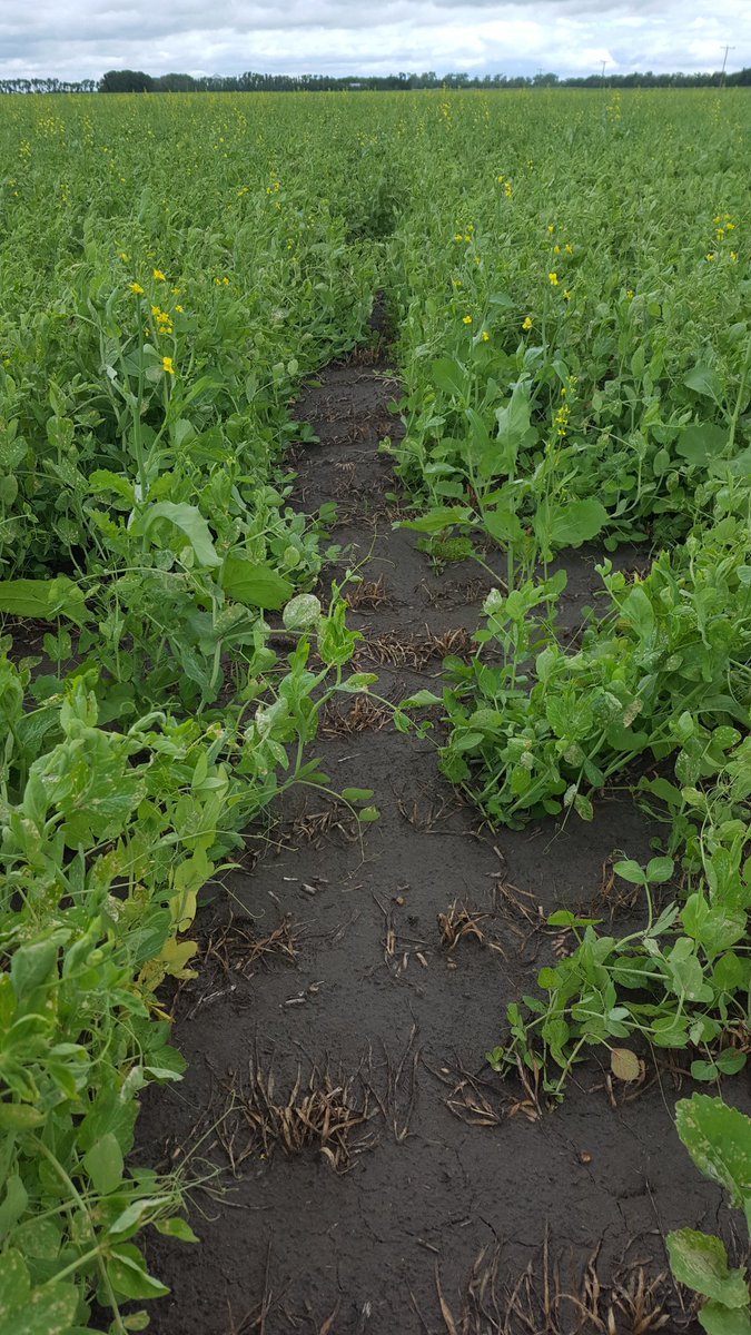 #Peaola in Manitoba. #CS2500Cl canola inter-cropped with a maple pea. This is on a sand ridge prone to blowing soil so also cross-seeded a barley companion crop that was sprayed out. Thanks <a href="/agassizmur1/">Murray Froebe</a> for your time - adapt &amp; overcome.