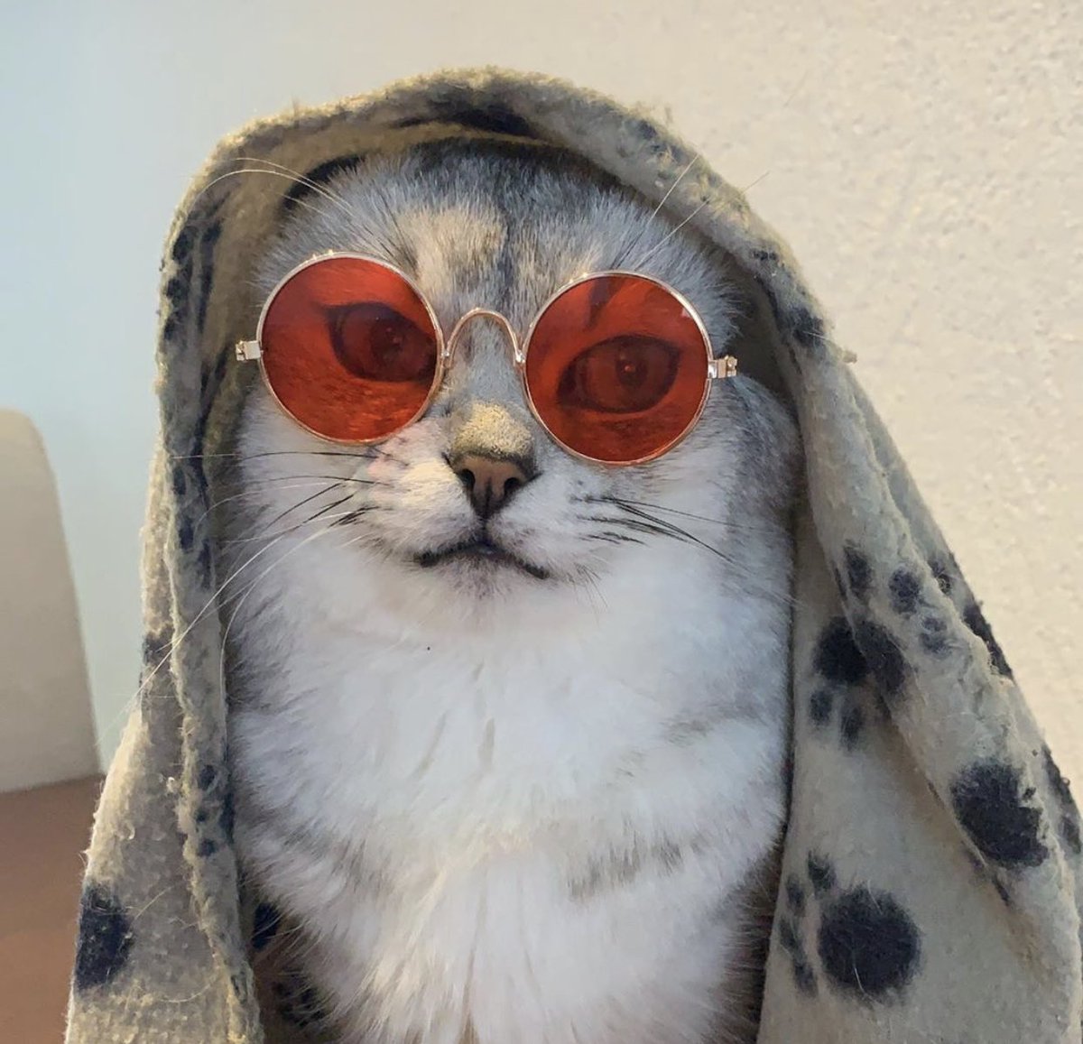 Deksy (@deksythecat) / Posts / X