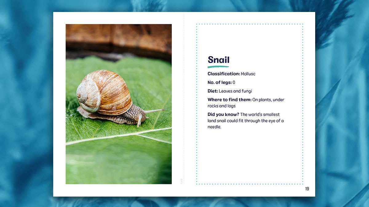 WWTWashington's tweet photo. Our next set of home-schooling resources will be released tomorrow morning 🕷️ Curriculum linked, parent-friendly materials, available on the #WWTHomeLearning hub. This week we learn all about minibeasts https://t.co/3uvRfZe08X https://t.co/EqlbzGWL74