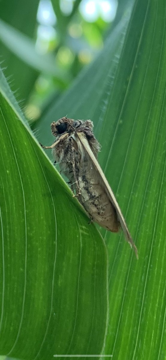 Scouting fields on Friday for #westernbeancutworm, and some had 0% egg masses, but I still saw adult moths resting inside whorls. This one is a gravid female, meaning she is plump full of eggs to lay over the weekend. That means we’ll be scouting again on Monday!