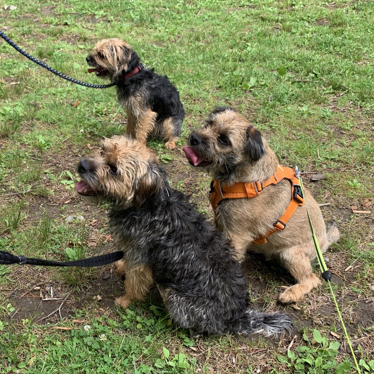 5.46 km at #PointPleasantPark brings my 28-day total to 155.21 km for the #BTPRelay. And I met two new BT pals, Fergus and Murphy! They can be found on IG. 😃🐾🐾 #BTPosse #HalifaxMemorial #HubbleDoesHistory #StumpClub