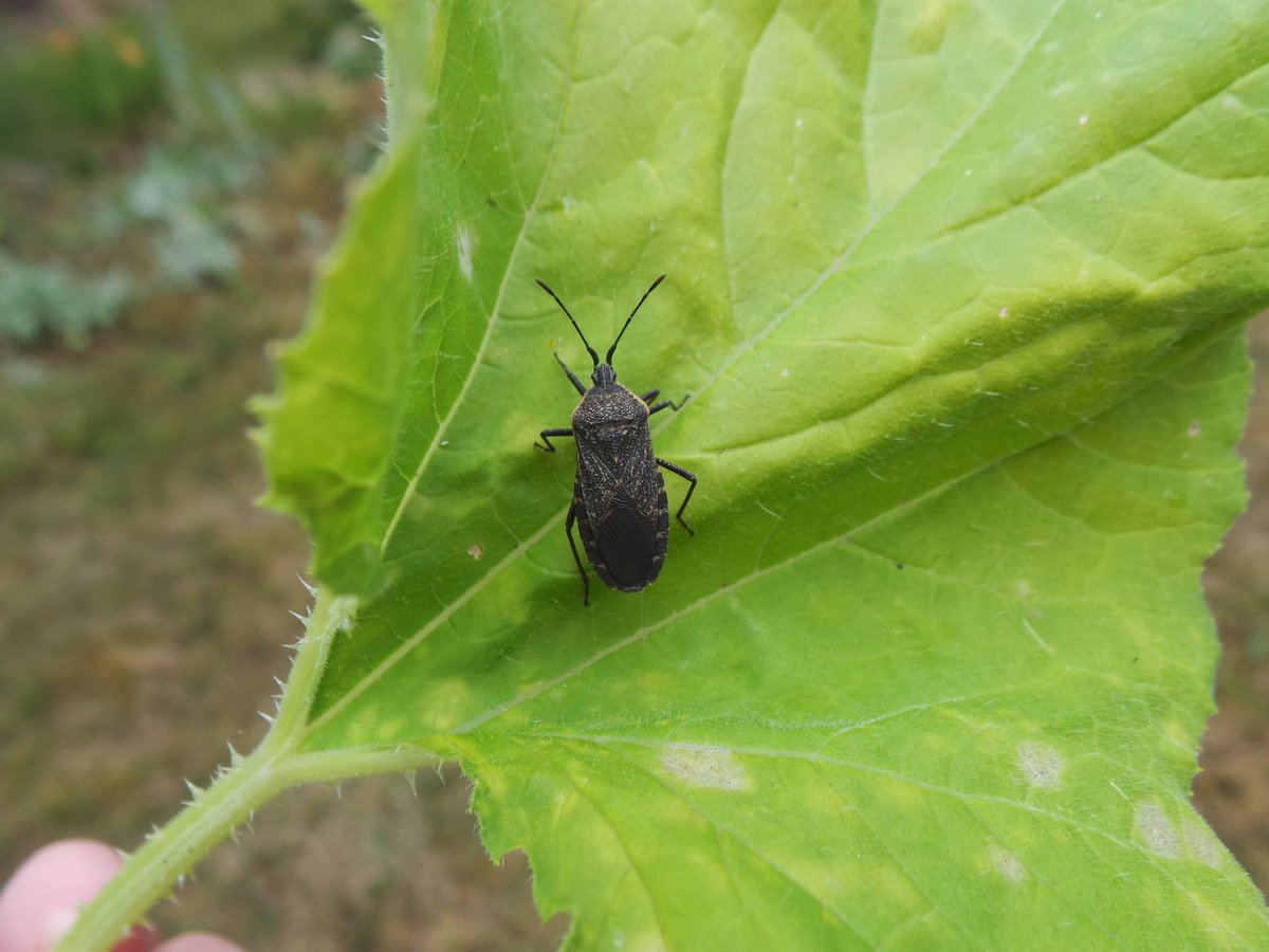 Penn State Extension Veggies, Berries, Mushrooms tweet media