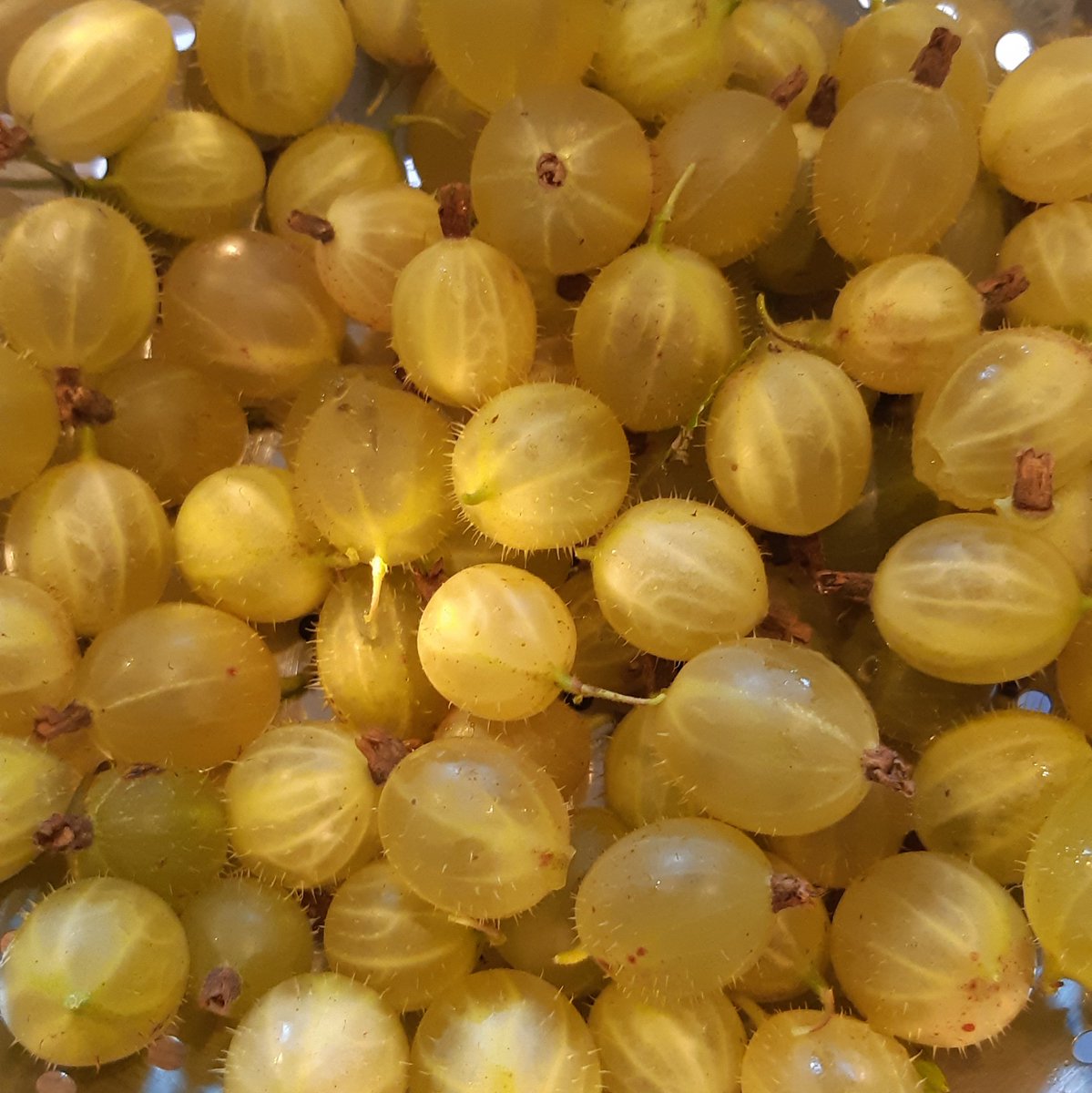 brunocockapoo's tweet image. The birds normally steal all of these hairy little blighters but this year the human netted the fruit patch. Crumble and fool on the way, still plenty on the bush #gooseberry