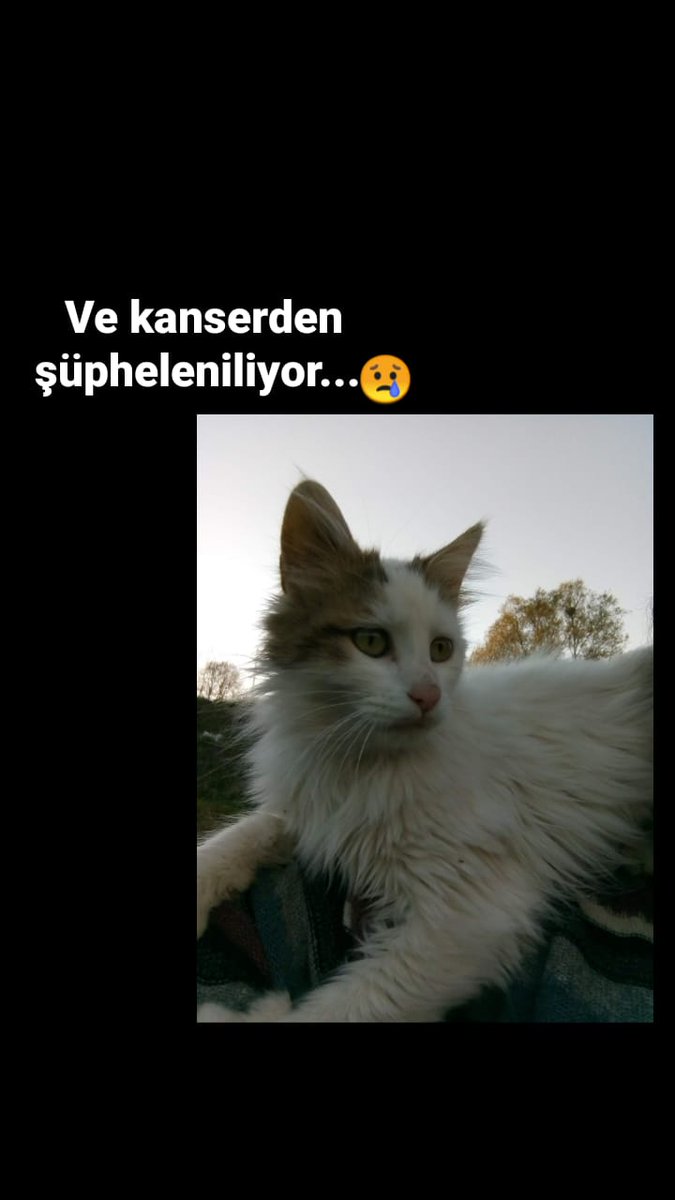 Icin1Hayvanlar's tweet image. dua edelim de olmasın😢 Lütfen gençlerimize destek olunuz @DodoAybu  yaşatalım koruyalim canlarımızı birlikten kuvvet doğar...🐾💙❤️🐈 #klinikdesteği #catshelp  #satinalmasahiplen
