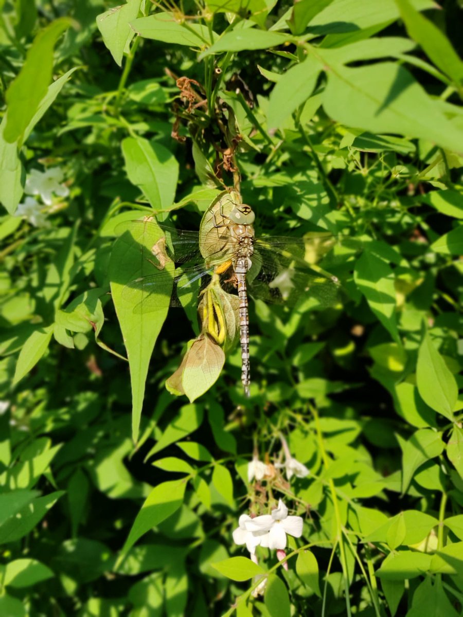 MrsRangerGreen's tweet photo. We had a visitor in our garden today!  Can you see it's happy face? 🙃 https://t.co/NsJctlq9cx