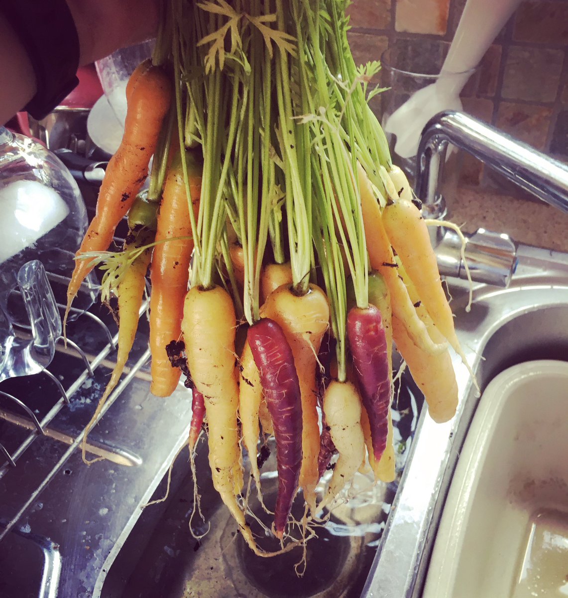 Danielle_Newby's tweet photo. Carrots from the garden - some have been nibbled by dot 🙊 #colourfulcarrots #theymadeit #dotscarrots #whattomake https://t.co/iYcq98wATF