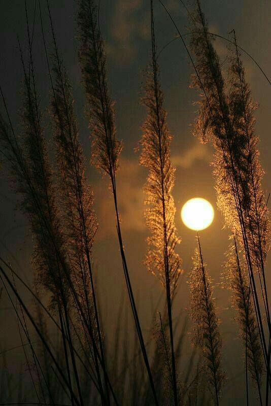 KatanaHugo's tweet photo. Good night friends
#photos #evening #moonlight https://t.co/mIMvx4BceU