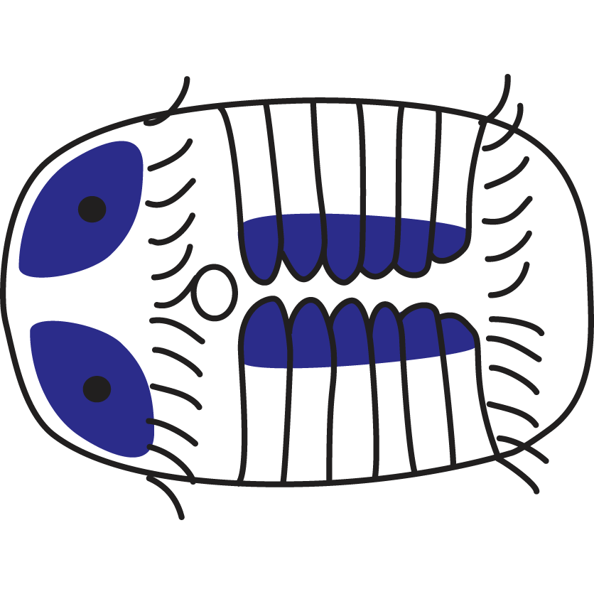 Nicole Webster (@nicolebwebster) on Twitter photo @___SDB___ <a href="/SpiraliaBase/">Spiraliaphiles</a> Come check out my poster #531 (B5). Its got everything: spiralians, BMP signalling, asymmetry, and neural specification - The role of BMP signaling in early development of the spiralian Capitella teleta. #SDB2020 @___SDB___ <a href="/SpiraliaBase/">Spiraliaphiles</a> Come check out my poster #531 (B5). Its got everything: spiralians, BMP signalling, asymmetry, and neural specification - The role of BMP signaling in early development of the spiralian Capitella teleta. #SDB2020