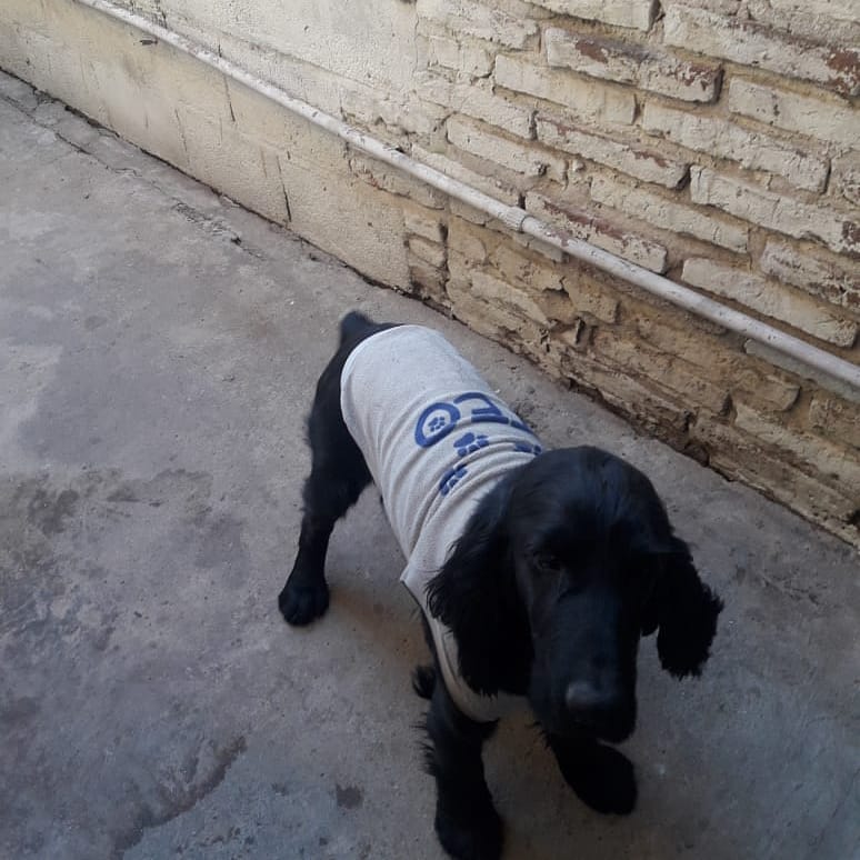Elibel42514062's tweet photo. Su dueña falleció, macho, adulto, castrado, en adopción https://t.co/qSt4Skjgir