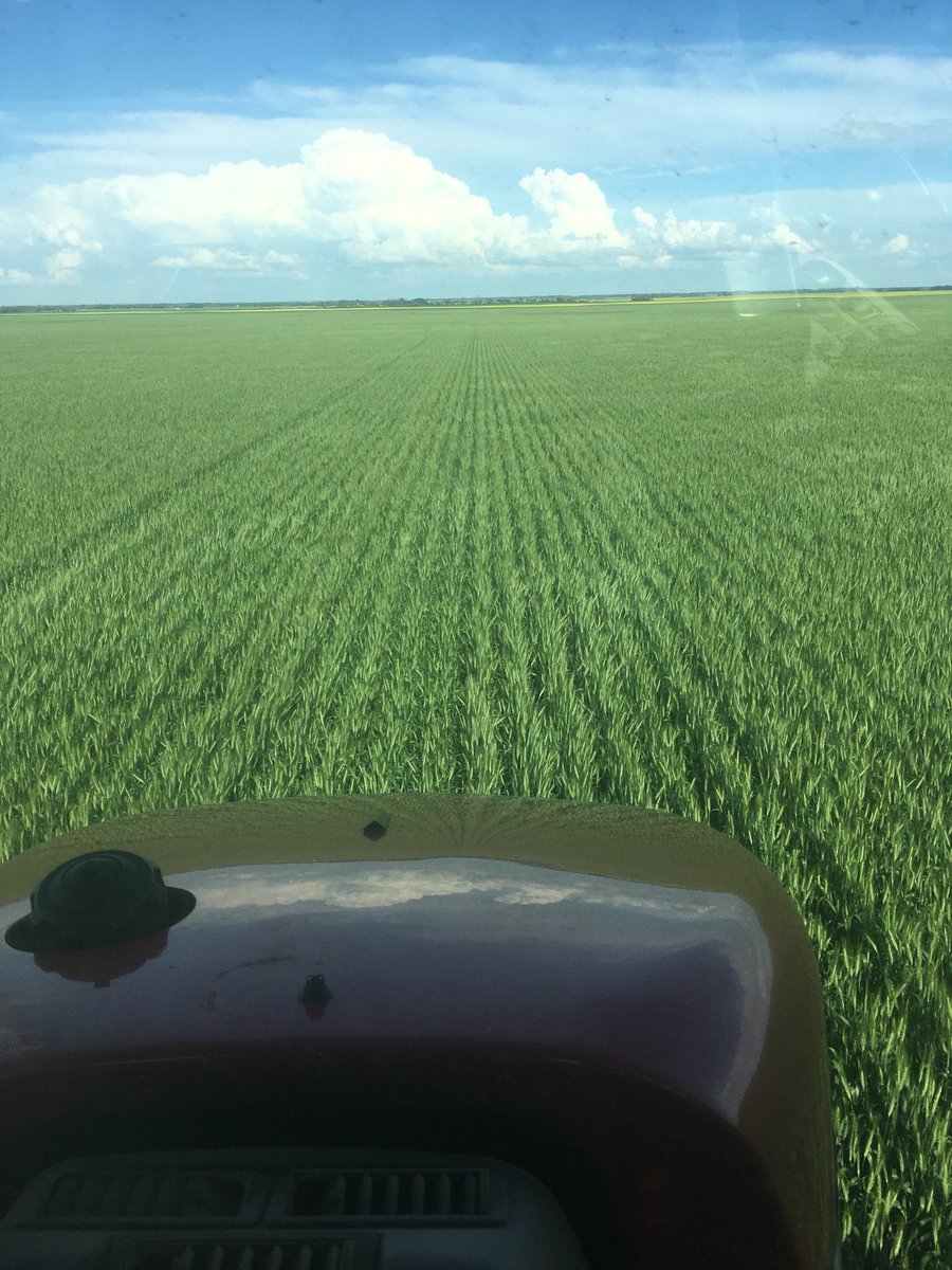 405farmer's tweet photo. Too early when you start...too late when you finish...putting the fun in fungicide. #AACBrandon https://t.co/ShDaSNPvIw
