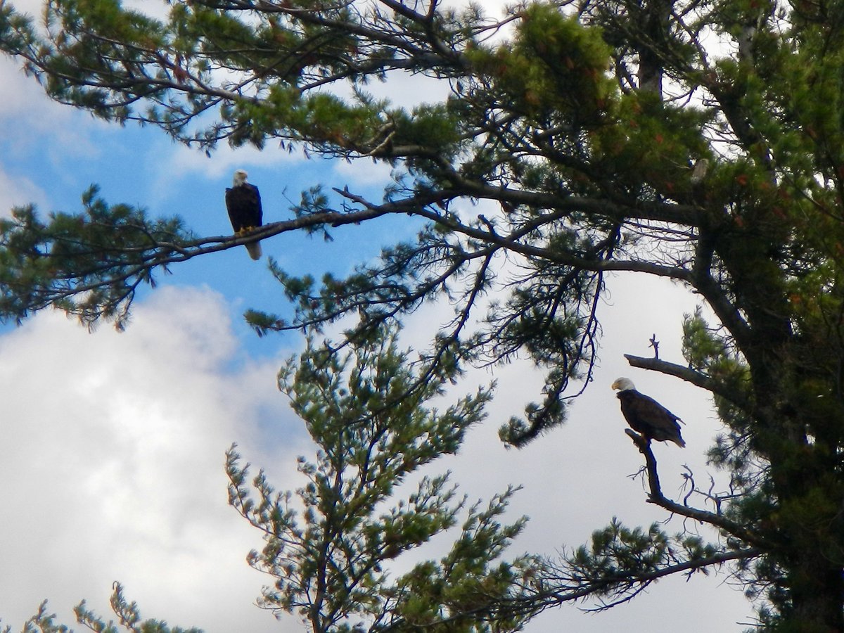 The eagles are everywhere in Door County. Best seen from a kayak. #KayakDoorCounty #DoorCounty #BaldEagle
