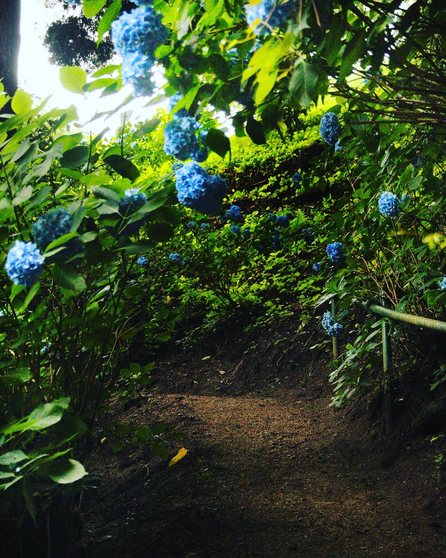 鈴木悦子  コスモス 鈴木悦子🌸cameramadam🌸 (@Luleeromyo) / X