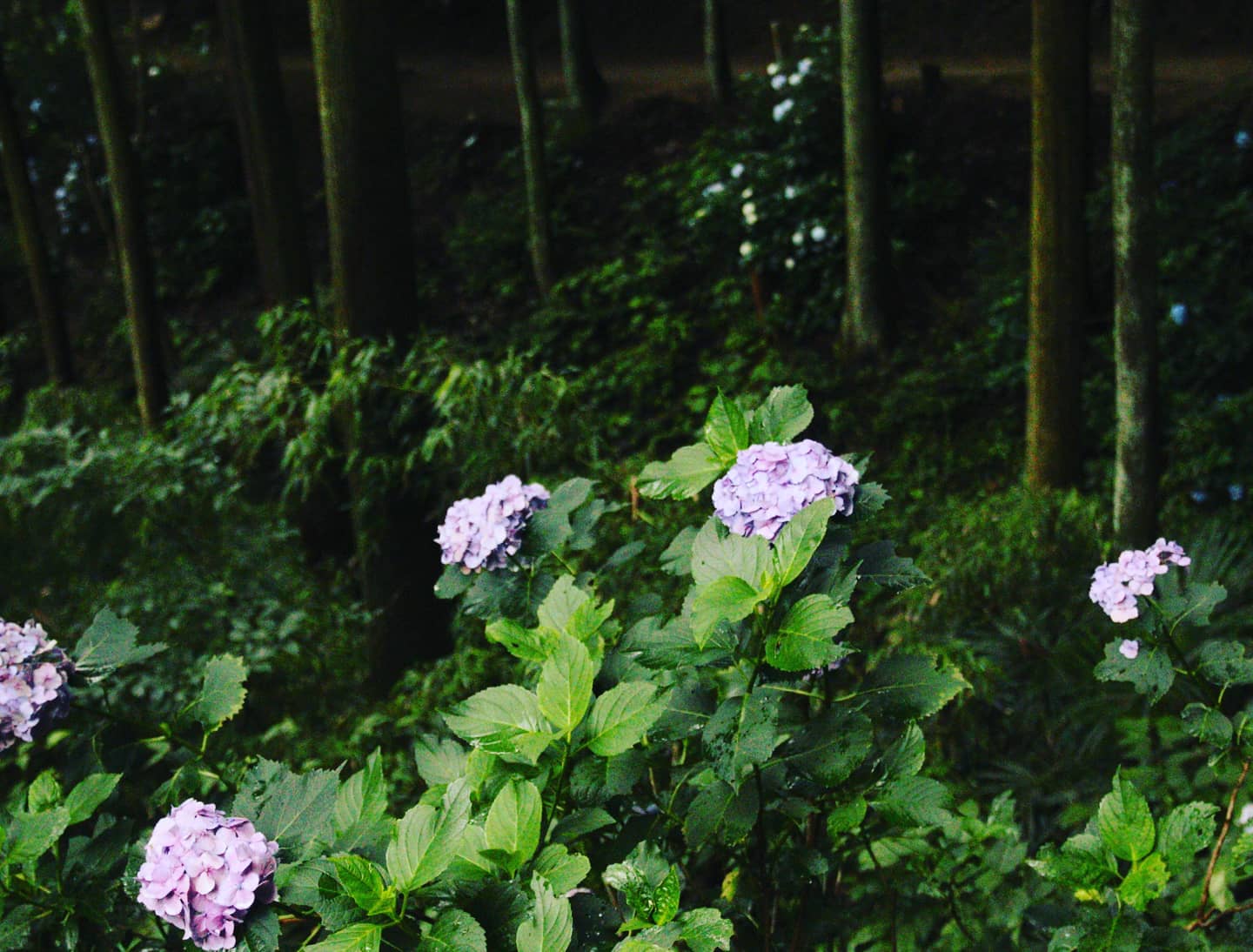 鈴木悦子🌸cameramadam🌸 (@Luleeromyo) / X