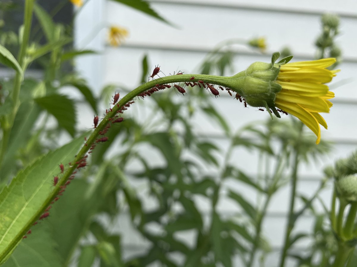 kibiorg's tweet photo. Ain't no party like an aphid party! 😂🌼
#KIBees https://t.co/RSRXjebiHR