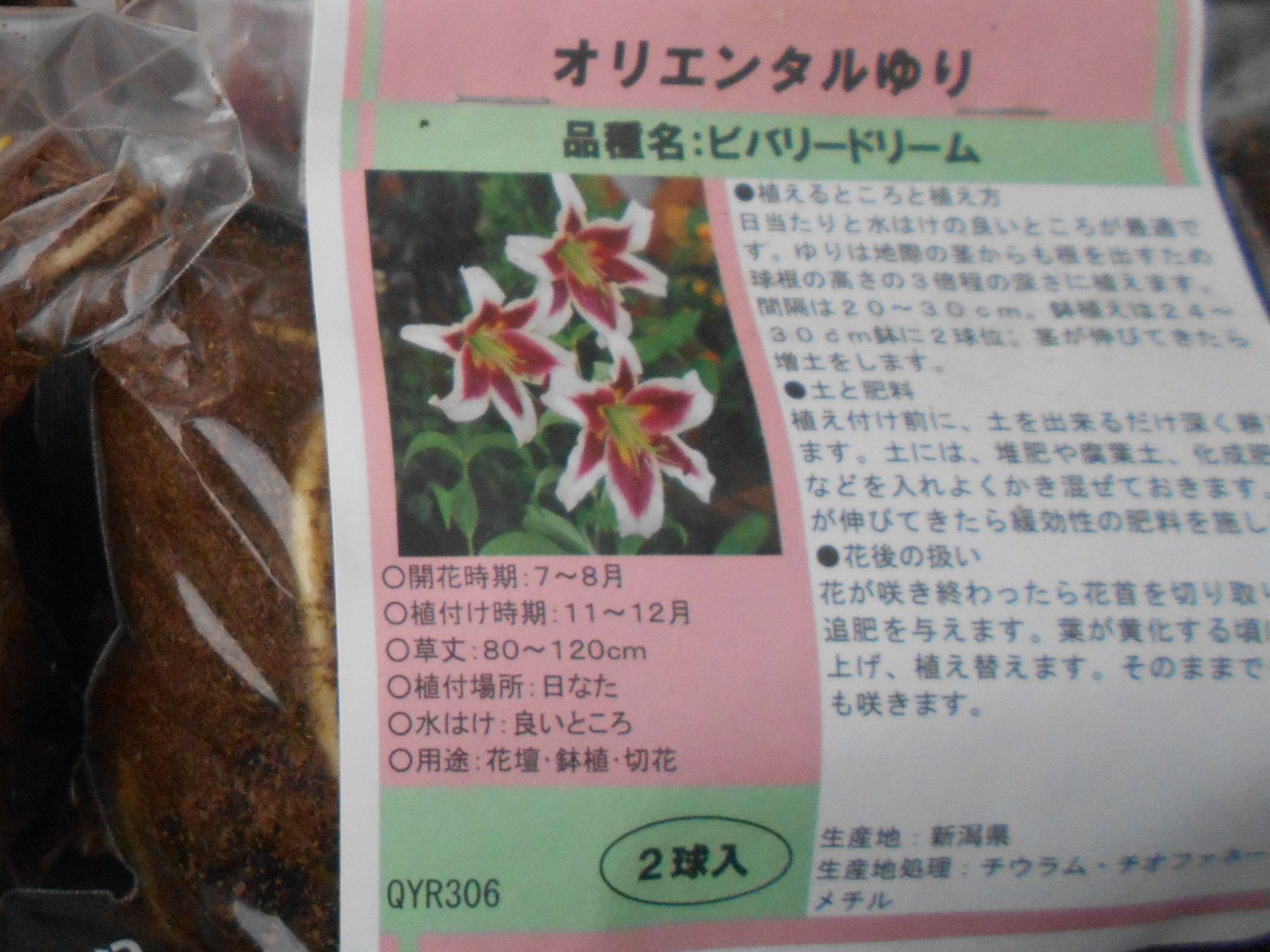 うさ 6 26 このすかしユリとは違ったフォルムの花姿はカサブランカですね すかしユリが終わった後に咲いてくれるのですね 時間差でいろいろ楽しめて嬉しいです T Co Vlsyqzmwjv Twitter
