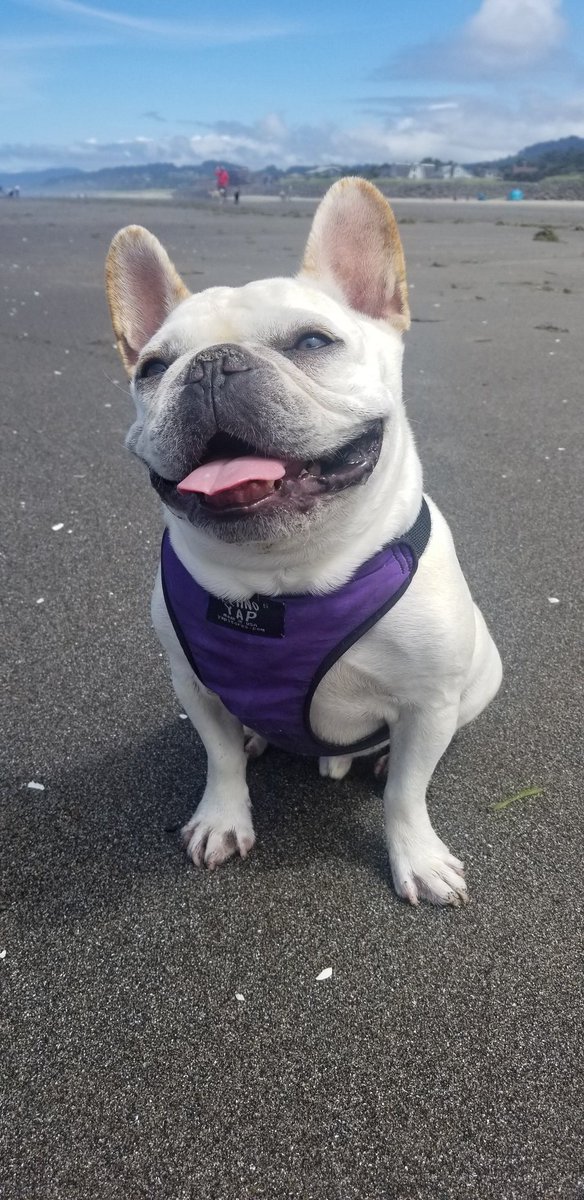 A close up of the pupper at the beach, he loves it and he ran everywhere peeing on seaweed and running from the ocean.