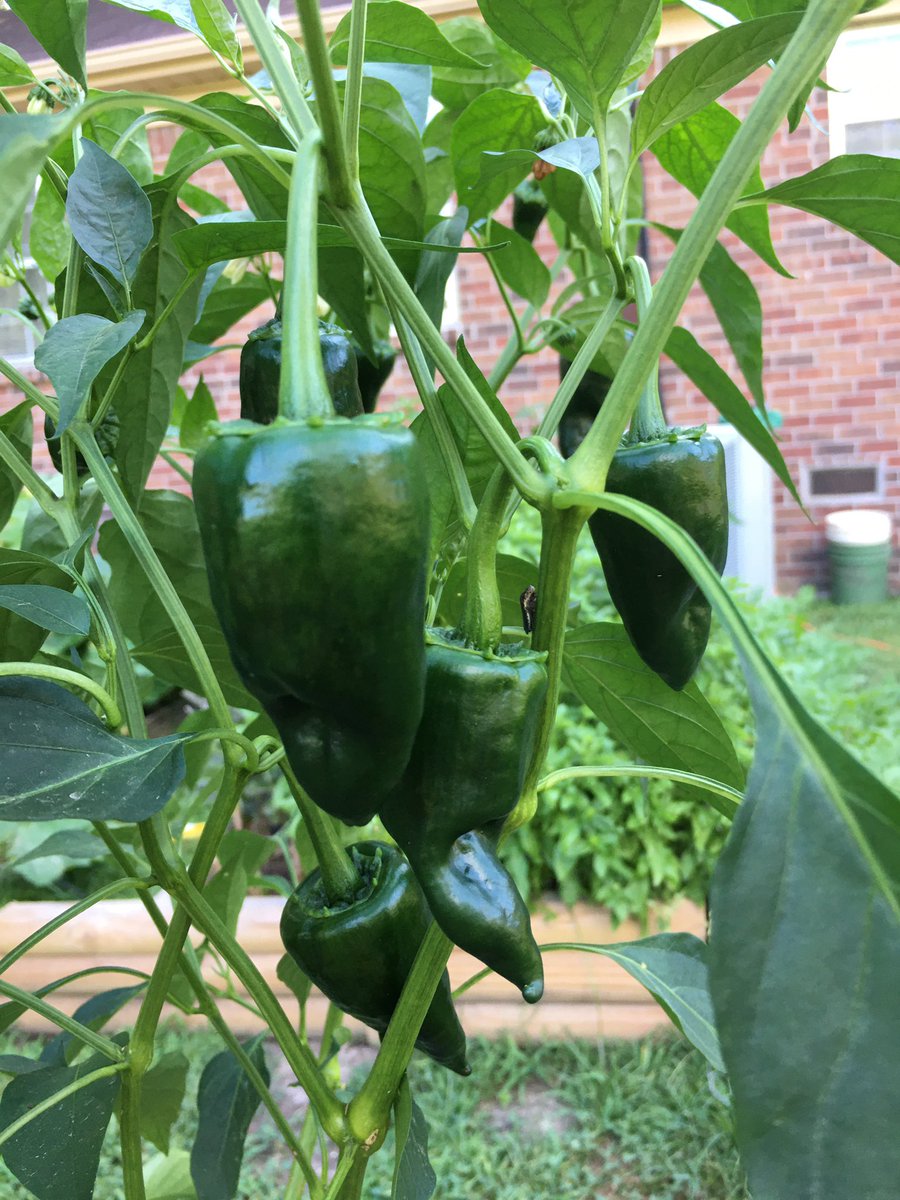 Needless to say, the garden is rockin! We have jalapeño peppers, banana peppers, squash, tomatoes, basil, and more really hot peppers! #pablano #habanero #cayene #ghostpepper #carolinareaper 🌶 👻 <a href="/bonnieplants/">Bonnie Plants</a> <a href="/Lowes/">Lowe's</a>