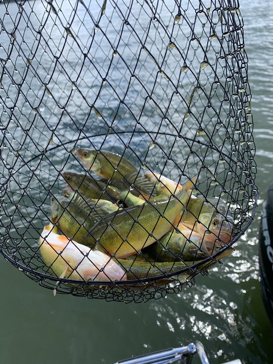 incugneto's tweet photo. Well....it’s not a coyote...but did we have a lovely time yesterday & caught some perch that were delicious. @jasonauctioneer
#NotACoyote #PerchBite #KenoseeLake #MooseMountain https://t.co/ldaTGzcIxU