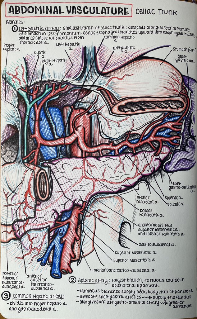 Stephanie Cohen, MD (@StephCohenMD) / X