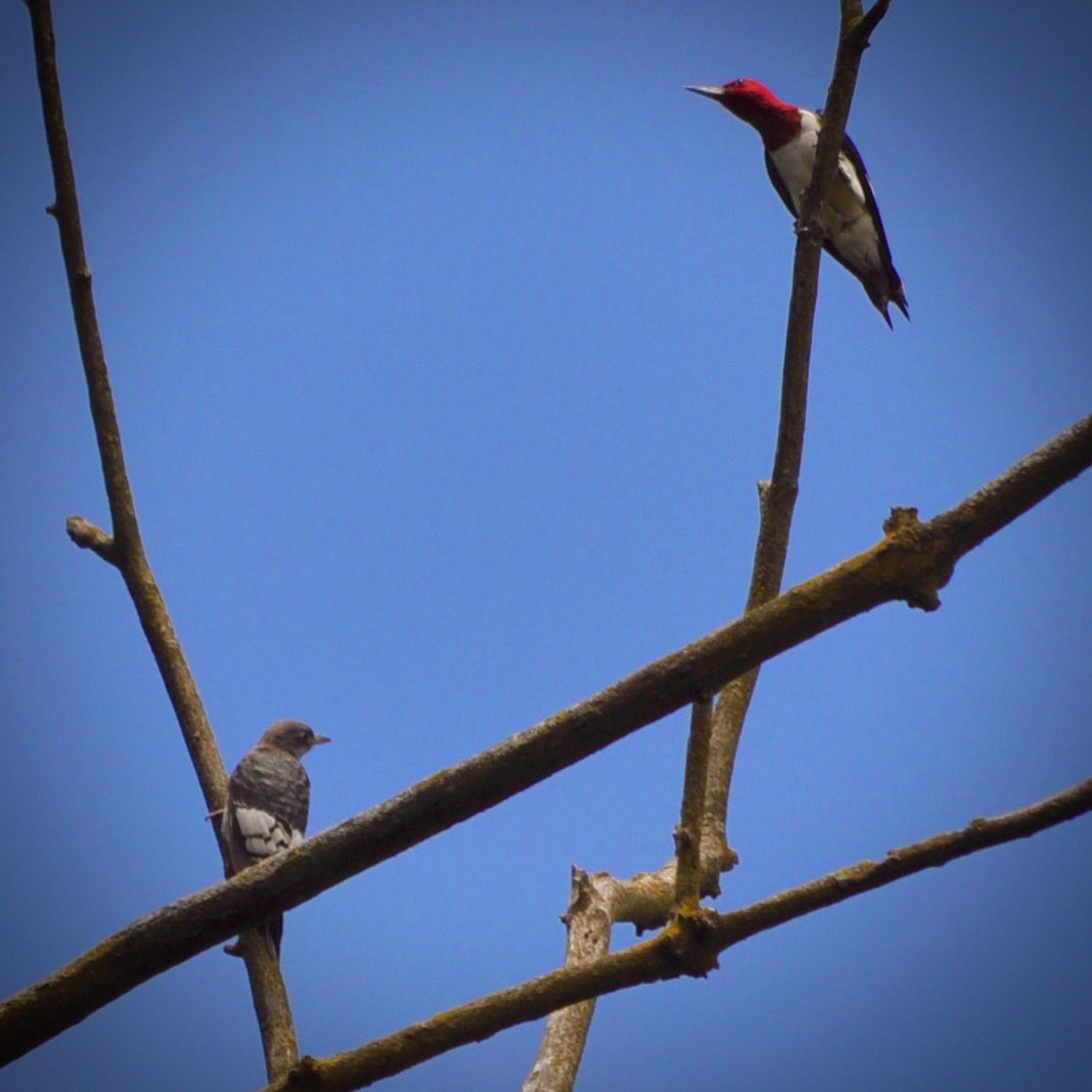 nakoontz's tweet photo. Red-headed Woodpecker, Fishers, IN (July 12, 2020). Adult + juvenile in photo 2. #SocialDistancingBirding #BucketListBird https://t.co/AiR4oJkilu