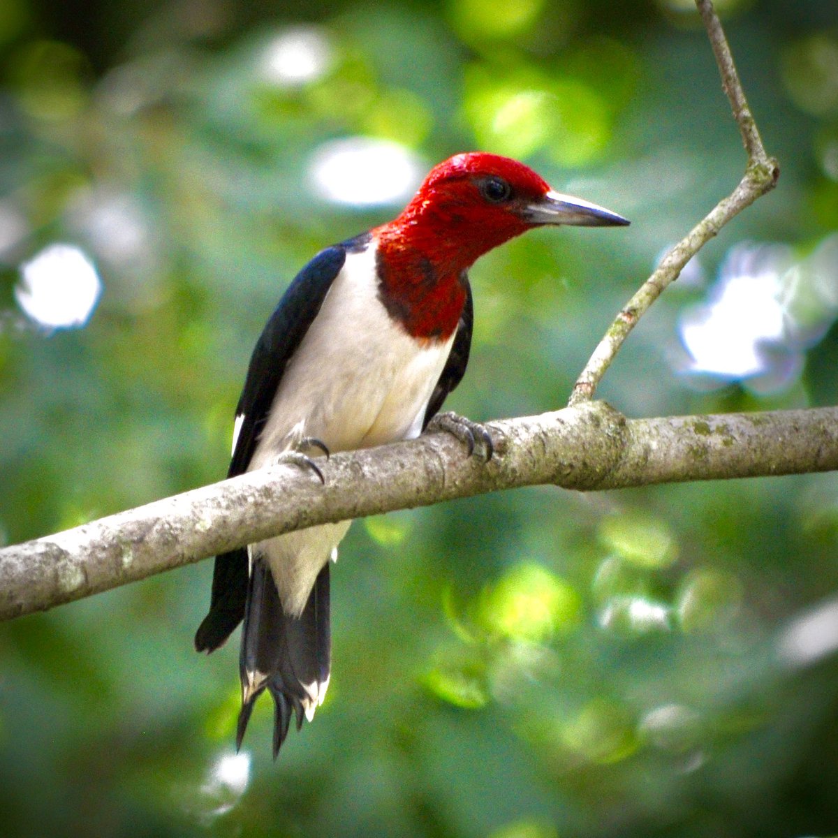 nakoontz's tweet photo. Red-headed Woodpecker, Fishers, IN (July 12, 2020). Adult + juvenile in photo 2. #SocialDistancingBirding #BucketListBird https://t.co/AiR4oJkilu