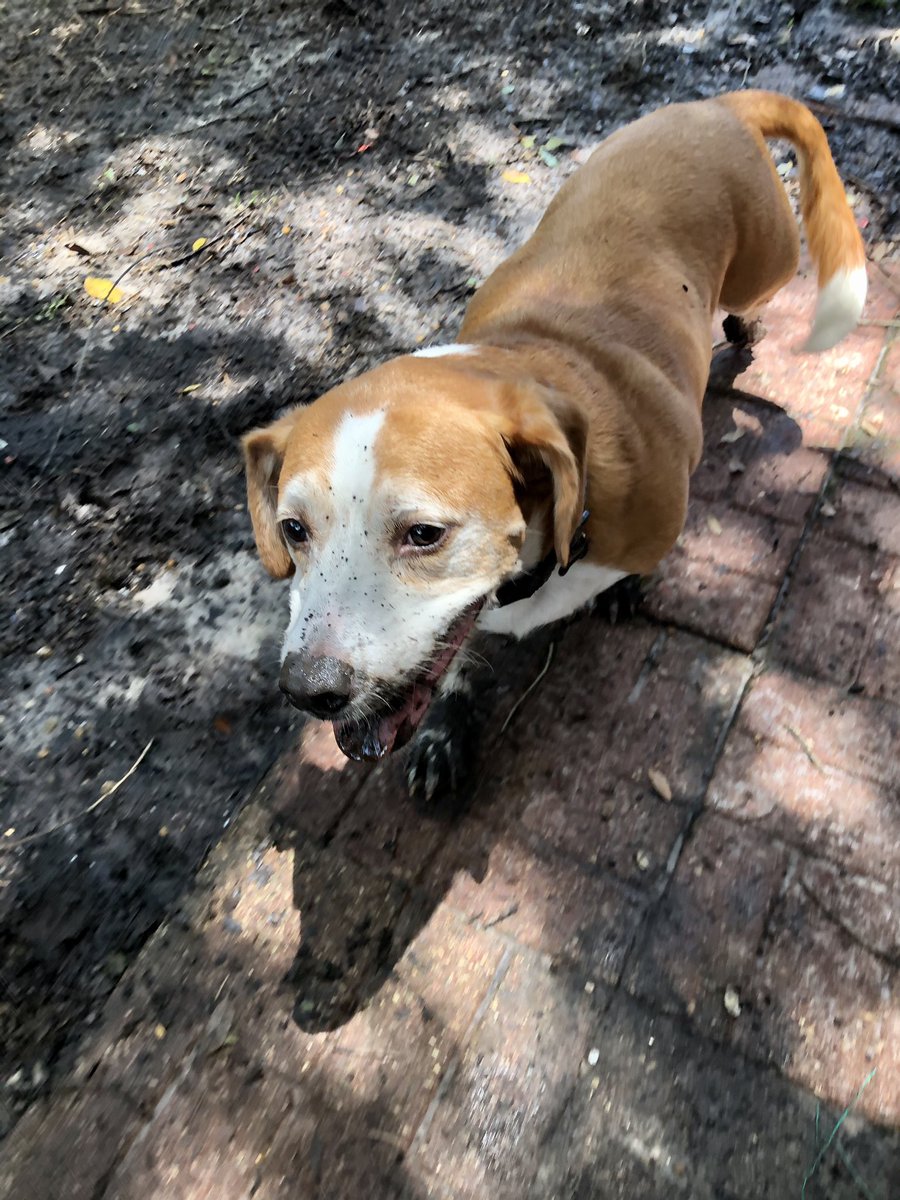 bonlcruz's tweet image. Some of us are enjoying this weather more than others... #floridaweather #maketherainstop 🤦🏻‍♀️😭☔️