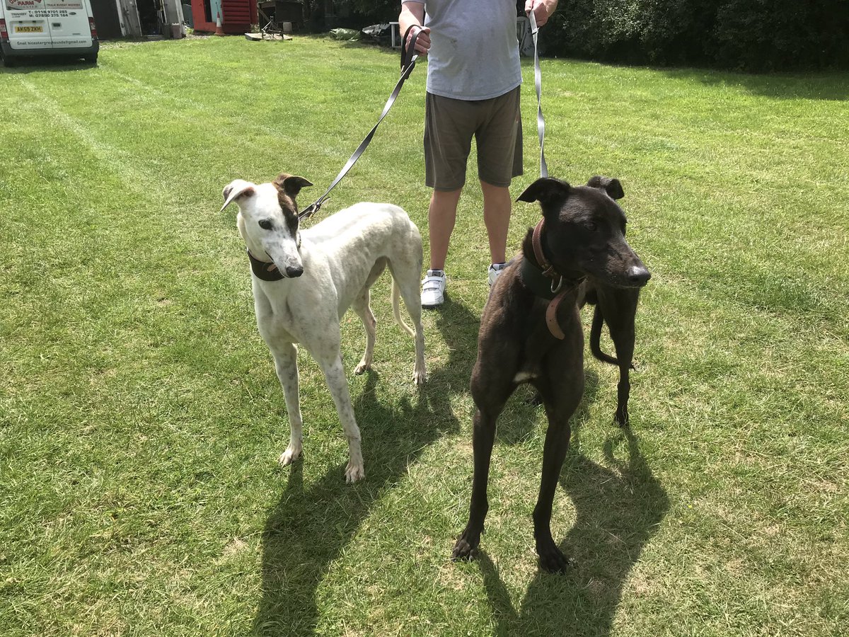 Dungillrocket's tweet photo. My Pals Bunny &amp; Bruce. #followtherocket #mypals https://t.co/q4xIe2pqMH