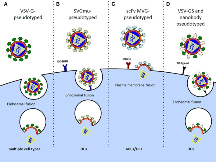 11. (Continued from Above)"A major safety concern with LV vectors is the risk for potential mutagenesis caused by insertion of the viral genome into the host genome. The risk of insertional mutagenesis remains controversial to date."