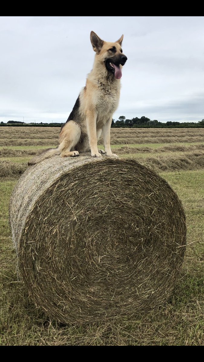 Maplehurst Farm tweet media