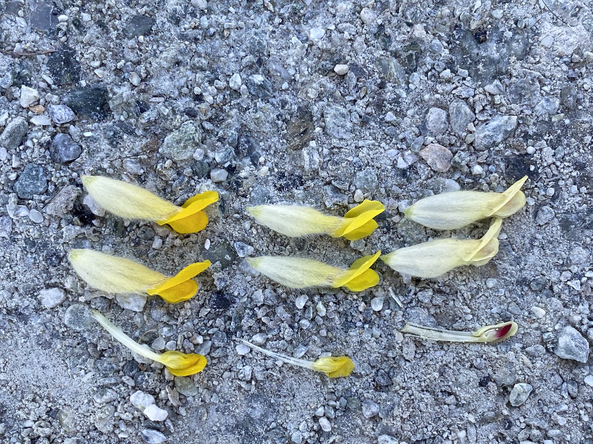 Feldbotanik's tweet photo. 3 shades of yellow:
2-3 #subspecies of #Anthyllis vulneraria L.
Keys are packed with overlapping traits and annoying words such as „often, rarely, mostly, ca., about, sometimes“ etc. which is a good indicator for true subspecies.
Although ssp. valesiaca (r.) is quite distinct... https://t.co/vg9Pwt4EJy