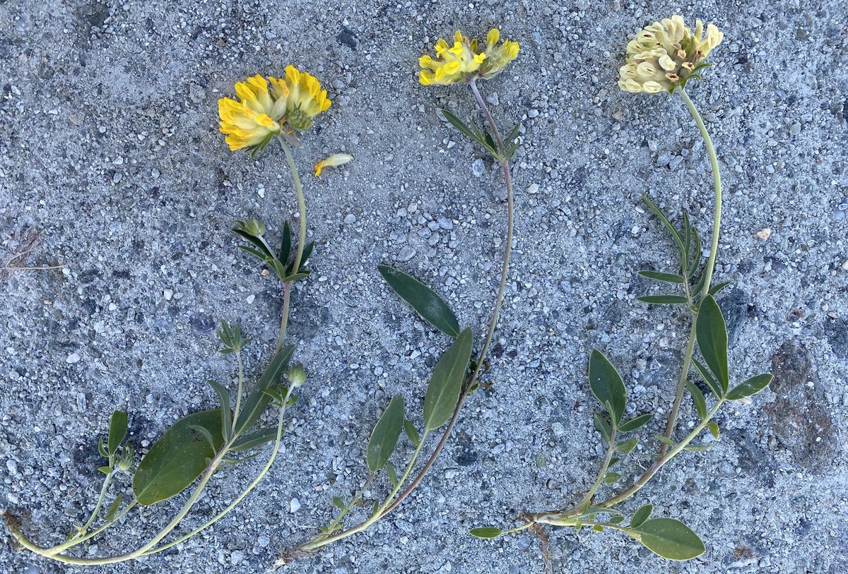 Feldbotanik's tweet photo. 3 shades of yellow:
2-3 #subspecies of #Anthyllis vulneraria L.
Keys are packed with overlapping traits and annoying words such as „often, rarely, mostly, ca., about, sometimes“ etc. which is a good indicator for true subspecies.
Although ssp. valesiaca (r.) is quite distinct... https://t.co/vg9Pwt4EJy