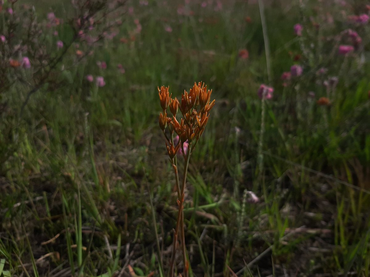 kirsti_zwaard's tweet photo. Weer leuke soorten gezien op de #Malpie: klokjesgentiaan (Gentiana pneumonanthe), (uitgebloeide) beenbreek (Narthecium ossifragum) en kleine zonnedauw (Drosera intermedia) #wildflowerhourNL #wildflowerhour #Grooteheide https://t.co/CWh6EvxDZ8