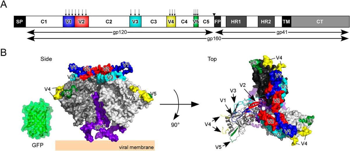 17/ Recent Sino-Japanese Research which sheds some light on HIV-1 Envelope Glycoprotein inserts:"Insertional mutagenesis analysis showed that V4 and V5 variable loops of HIV-1 Envelope Glycoprotein were tolerant to insertion of Green Fluorescent Protein" https://jbc.org/content/290/24/15279.full