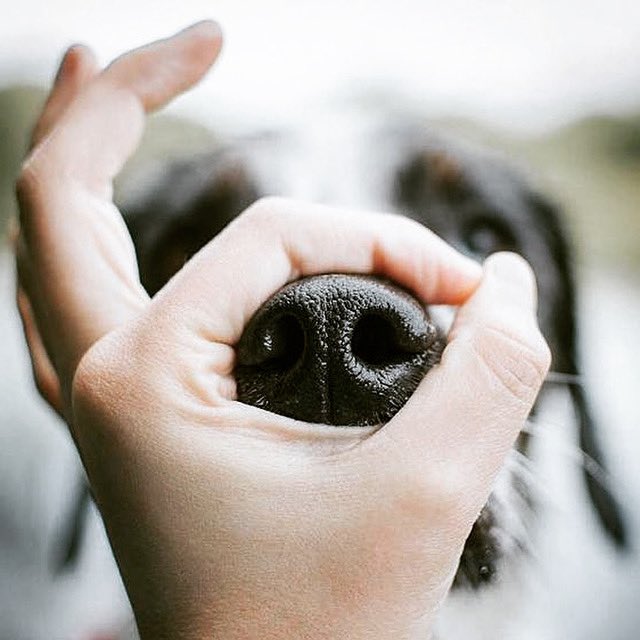 Boop! #heck #snoot #boopmysnoot Tag a friend who loves to boop noses too! #boop 🐕💜