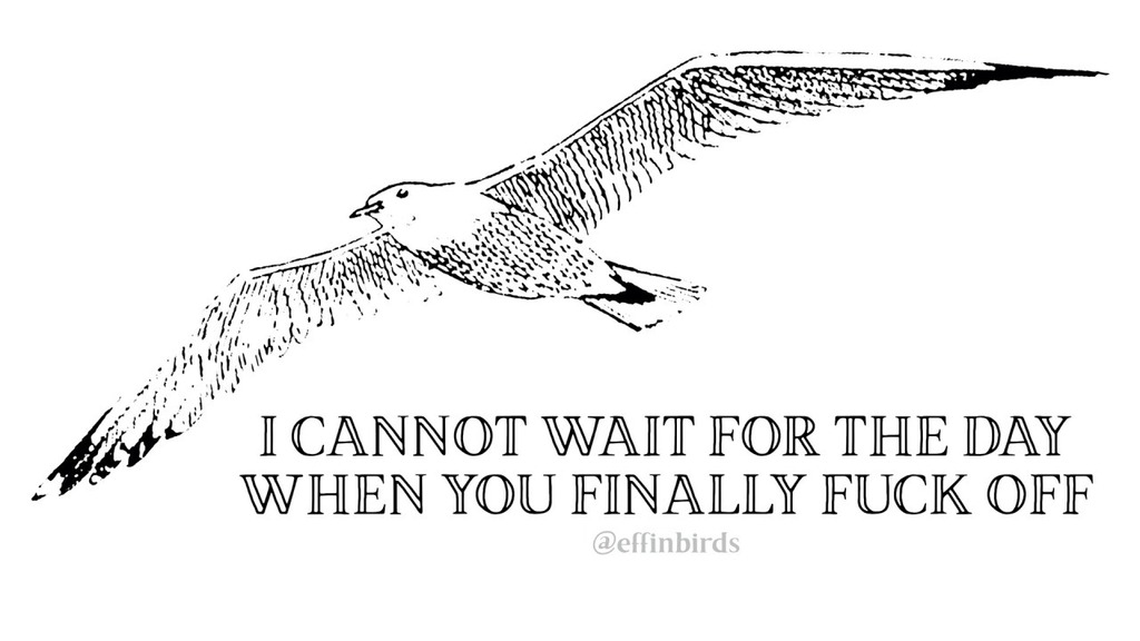 EffinBirds's tweet photo. https://t.co/bd9lc57wBX